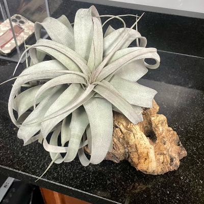 Large Air Plant On Driftwood