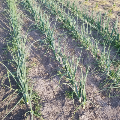 Garden Fresh Vegetables & Fruits
