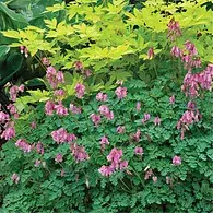 Dicentra E. 'King Of Hearts'
