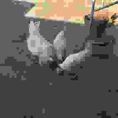 Fresh, Free-Range Multi-Color Chicken Eggs