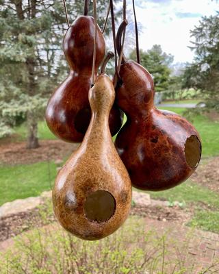 Birdhouse Gourd Birdhouses
