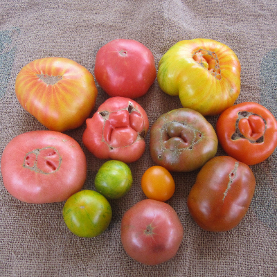 Tomatoes - Heirloom