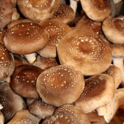Shiitake Mushroom