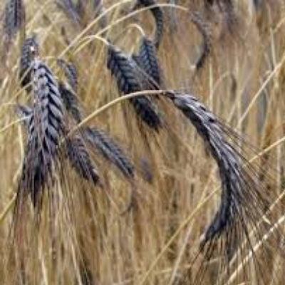 Triticum Dicoccon 'Black Winter Emmer'