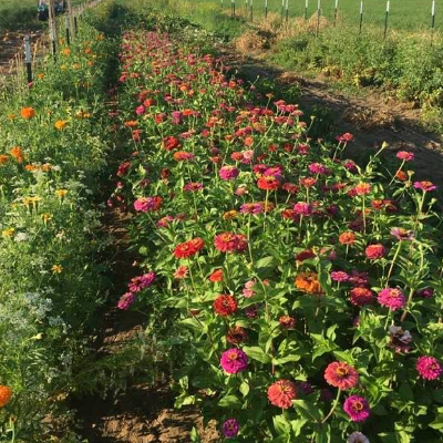 Fresh-Cut Flowers