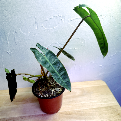 Philodendron Billietiae