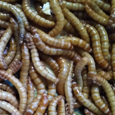 3000 Medium/Large Live Mealworms