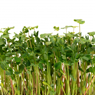 Microgreen Salad Mix