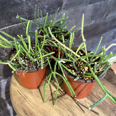 Rhipsalis Pilocarpa