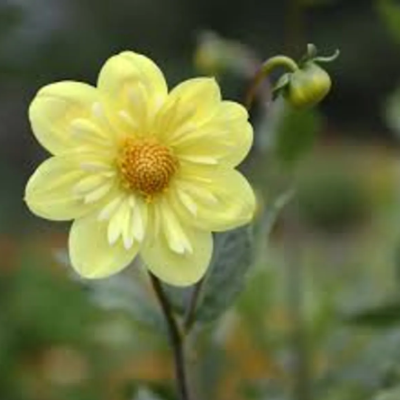 Sprouted Dahlia Tubers