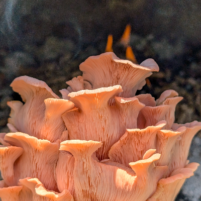 Fungi Finger Foods