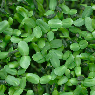 Live Sunflower Microgreens