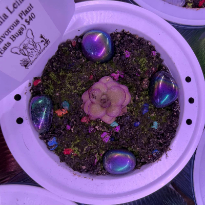 Pinguicula/Butterwort
