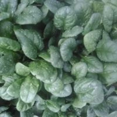 Spinach