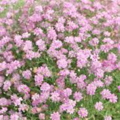 Gypsophila Pacifica (Baby's Breath)