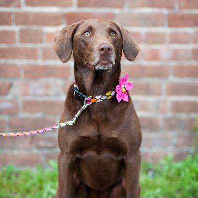 Dog Collar Flower Set