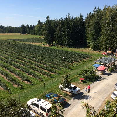 Shingle Mill Blueberries