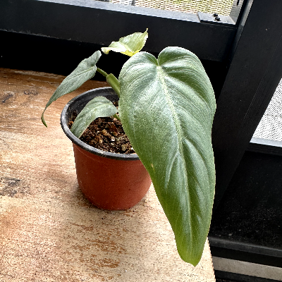 Philodendron Maximum