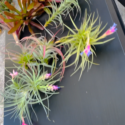 Variety Of Air Plants