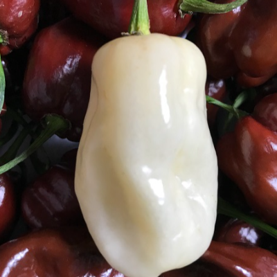 Ghost White Peppers In Vinegar