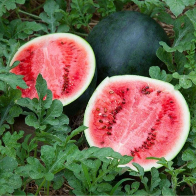 Seedling: Sugar Baby Organic Watermelon