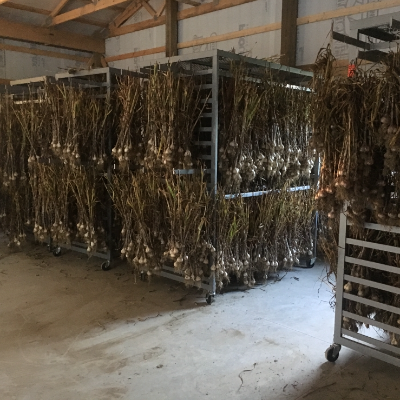 Organic Heirloom Garlic