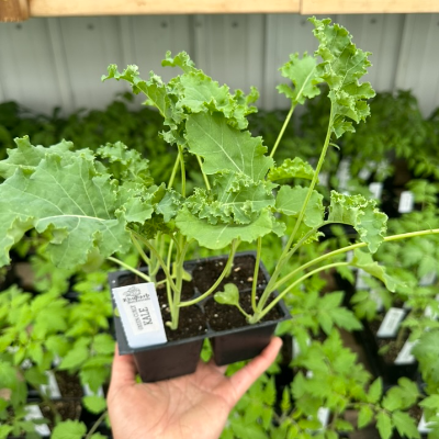 Plant Starts - Herbs, Flowers, Native Plants, Vegetables