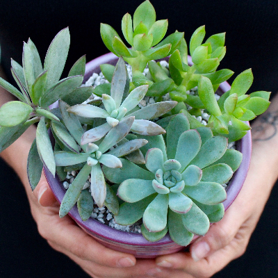 Succulent Arrangements