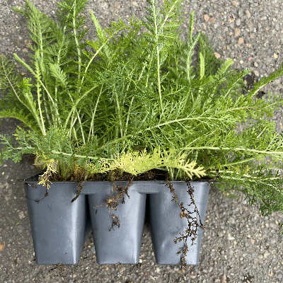 Achillea Millefolium (Yarrow) Large 6-Pack