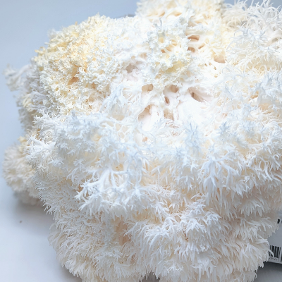 Gourmet Oyster Mushrooms