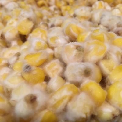 Various Misos & Kojis