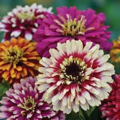 Zinnia 'Whirligig'