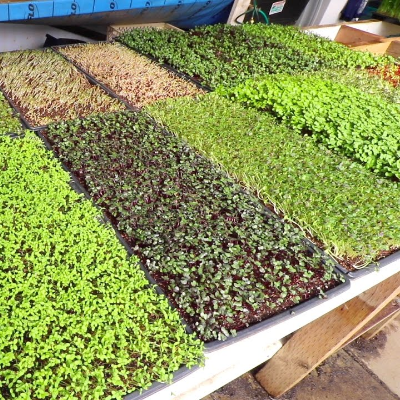 Yum Yum Greens