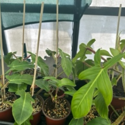 Philodendron Squamiferum