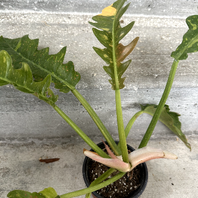 Philodendron Ring Of Fire