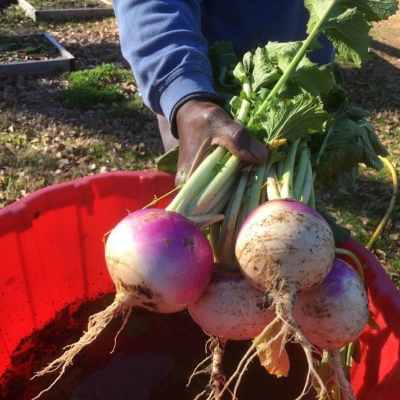 Spring Crops