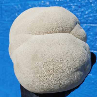 Lion's Mane Mushroom