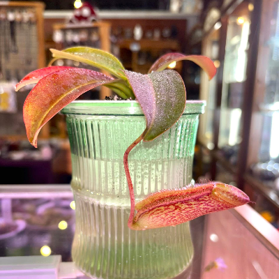 Pitcher Plant