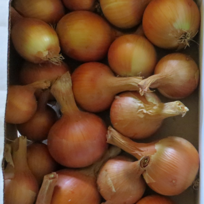 Onions - Sweet