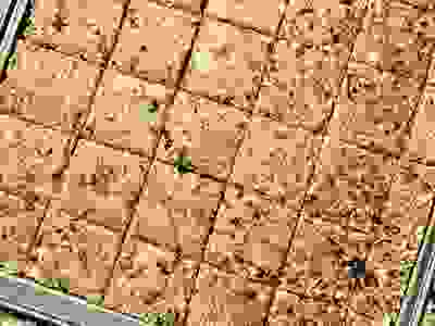 Strawberry Date Scones