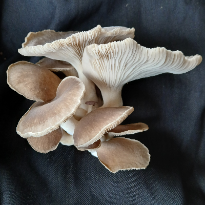 Dragon Oyster Mushroom