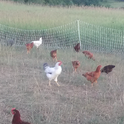 Free Range And Cage Free Eggs