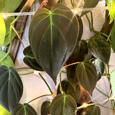 Philodendron Micans