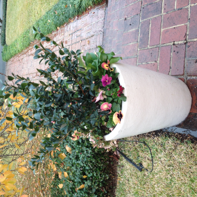 Container Garden By Peterson's Petals