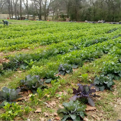 Spring Crops