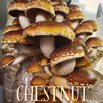 Chestnut Mushrooms