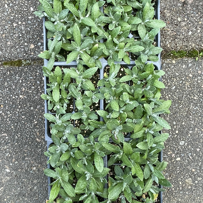 Anaphalis Margaritaceae (Pearly Everlasting)