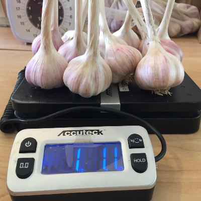 Organic Heirloom Garlic