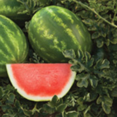 Yellow And Red Watermelon