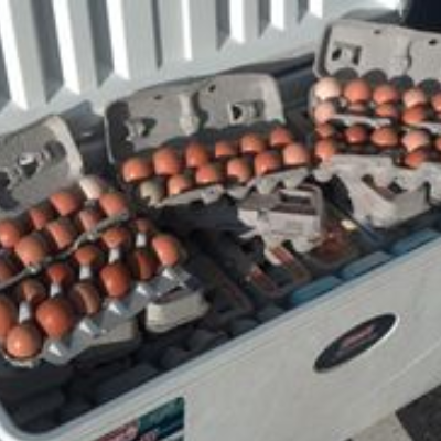 Eggs - Free Range